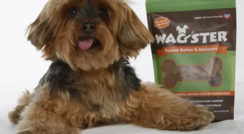 A little brown dog with its tongue out, laying next to a bag of Wagster treats