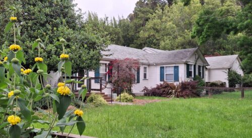 White house with lawn and yellow flowers in foreground